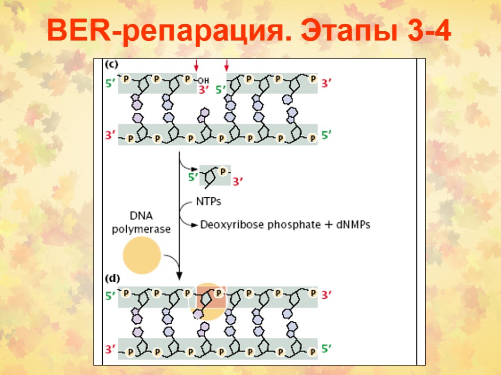 BER-репарация. Этапы 3-4